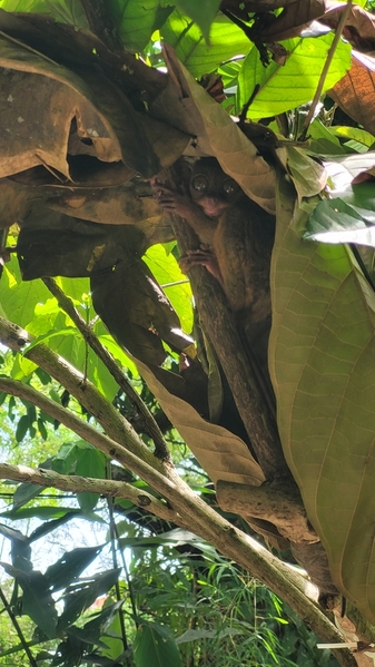 Tarsier hiding