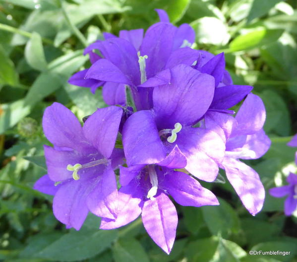 07 Betty Ford Alpine Garden