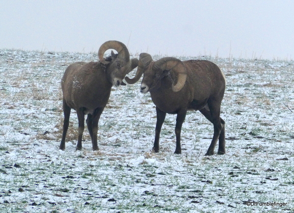 07 Bighorn Sheep SD Badlands