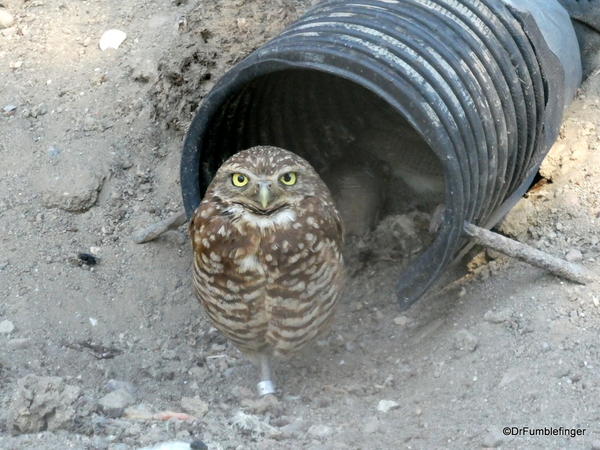 07 Birds of Prey Center, Coaldale