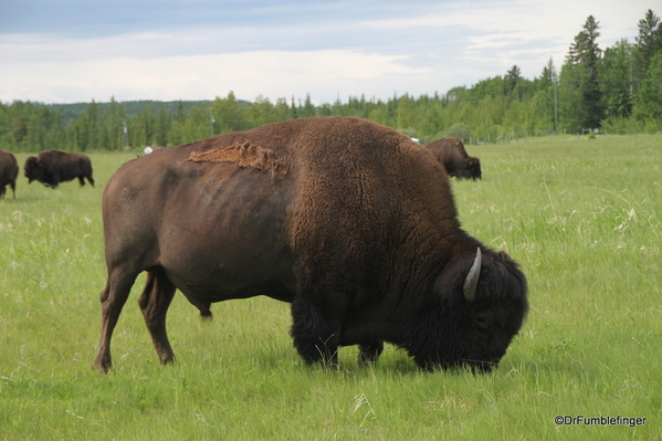 07 Bison Herd, Rocky Mountain House NHS