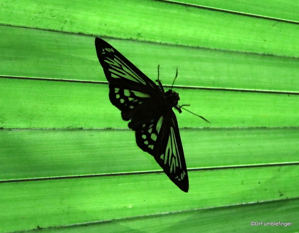 07 Butterfly garden at Guapiles