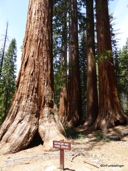 07 Mariposa Grove, Yosemite NP)