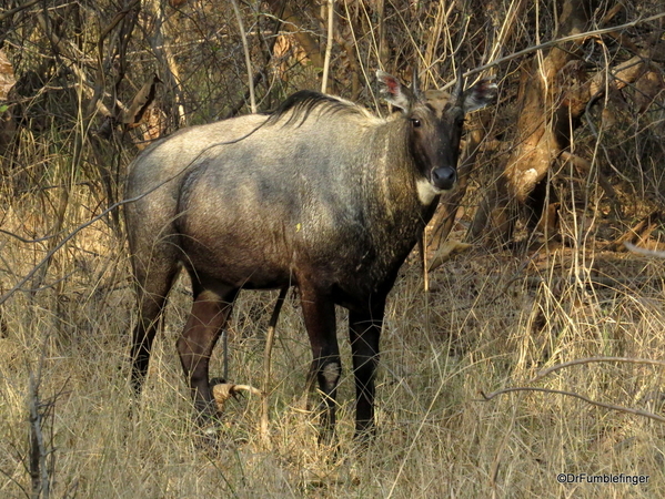 07 Panna Tiger Reserve (1)