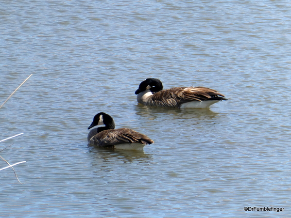 07 Reno wetlands