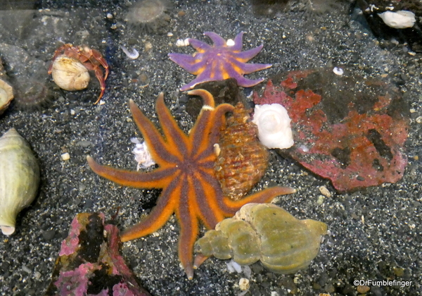 07 Seward Sealife Center