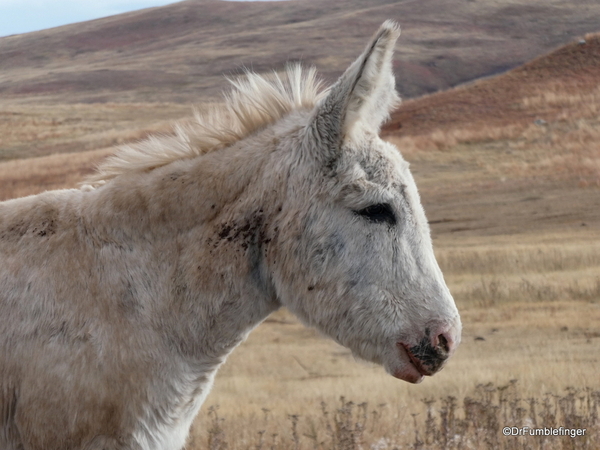 07 Wild Burros in Custer State Park