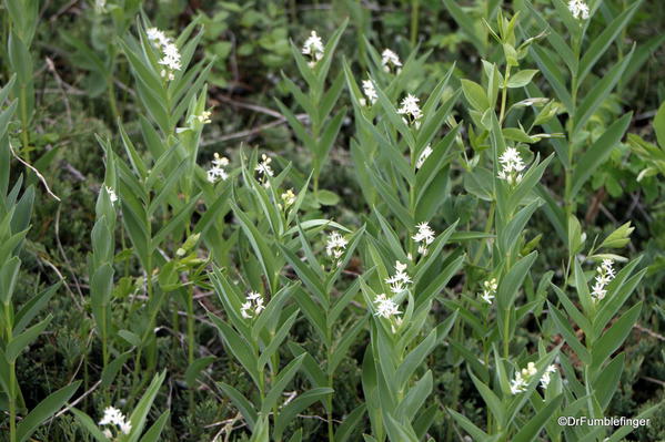 Wildflowers, Horseshoe Canyon