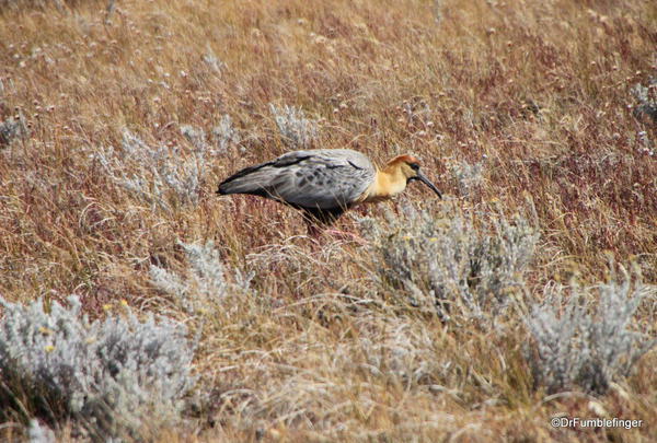 El Calafate, Argentina. Laguna Nimez Nature Preserve. Black faced Ibis