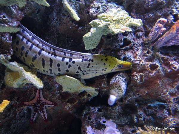 074 Monterey Bay Aquarium. Morat Eel