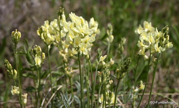 Wildflowers, Horseshoe Canyon