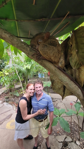 Tarsier looking at guests