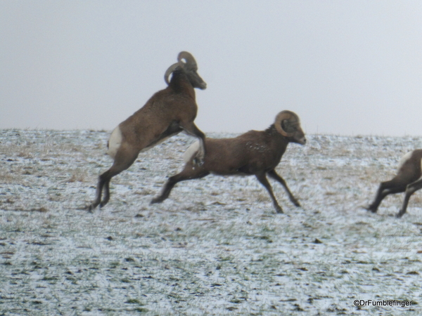 08 Bighorn Sheep SD Badlands