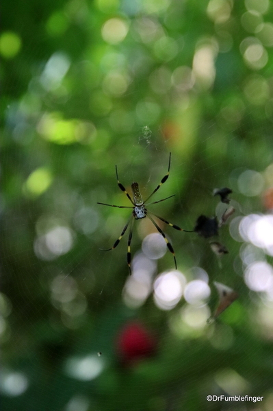 Butterfly garden, Guapiles