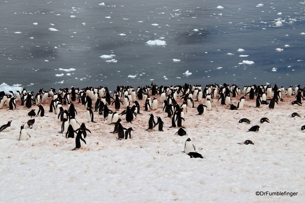 08 Danco Island Penguins