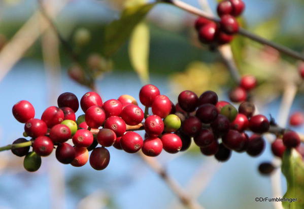 Cherries on Coffee Trees, Greenwell Farms Coffee Tours