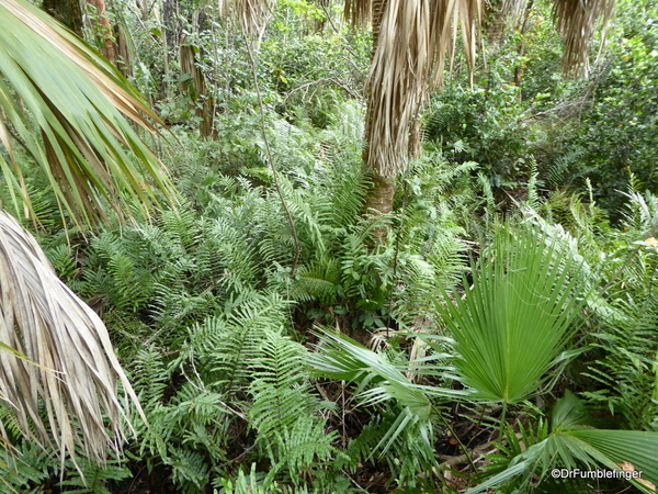 08 Mahogany Hammock Trail