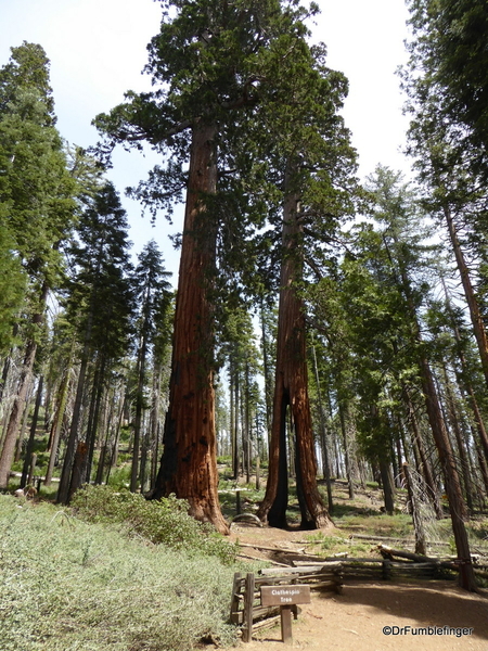 08 Mariposa Grove, Yosemite NP)