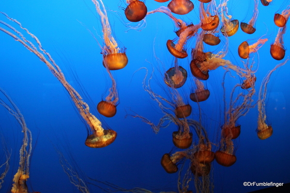 08 Monterey Bay Aquarium. Sea Nettle