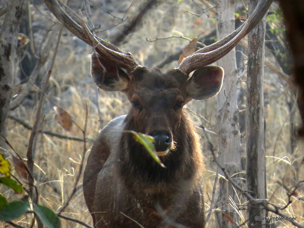 08 Panna Tiger Reserve (3)