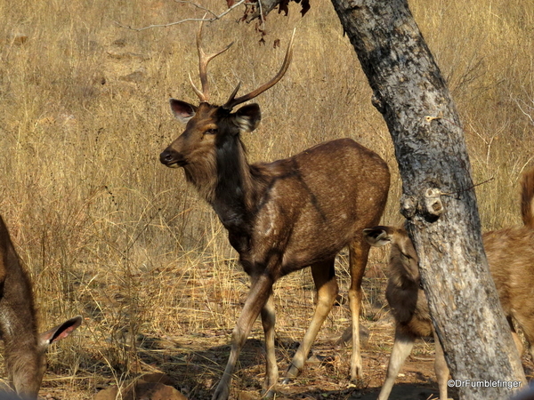 08 Panna Tiger Reserve (5)