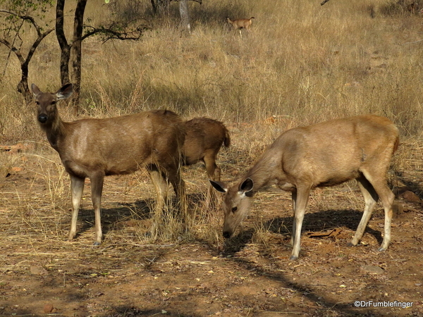 08 Panna Tiger Reserve (7)