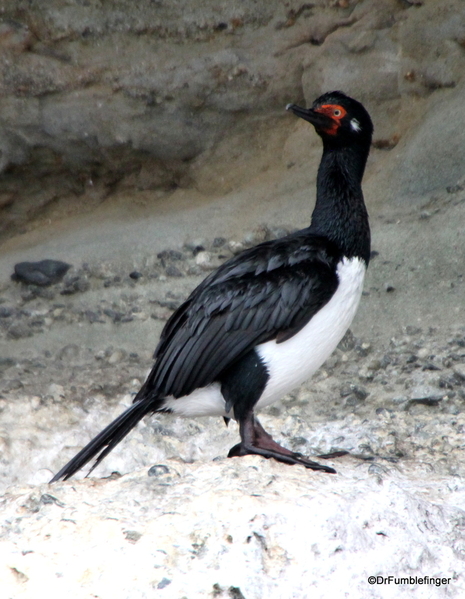 08 Tucker Islets. Magellanic Cormorant