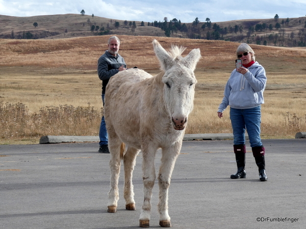 08 Wild Burros in Custer State Park