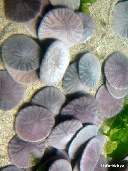 085 Monterey Bay Aquarium. Sand dollar