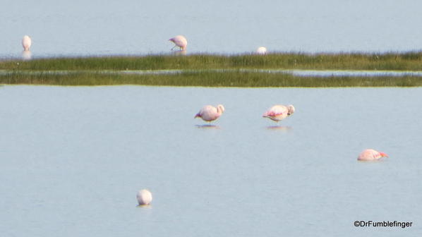 El Calafate, Argentina. Laguna Nimez Nature Preserve. Flamingos