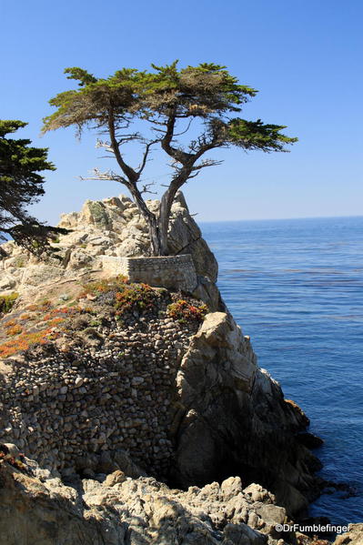 Seventeen Mile Drive, Lone Cypress