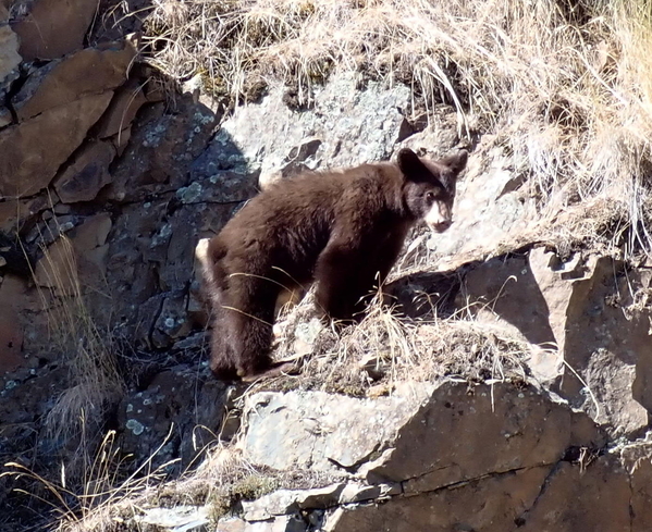 09-09 Juvenile bear at Dam