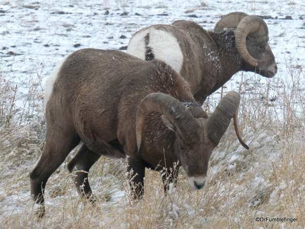 09 Bighorn Sheep SD Badlands