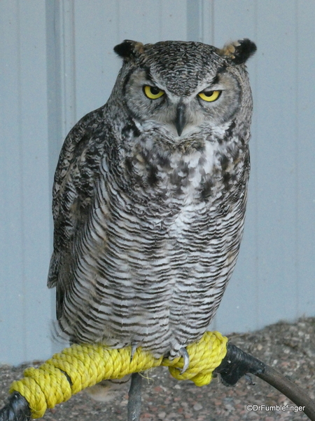 09 Birds of Prey Center, Coaldale