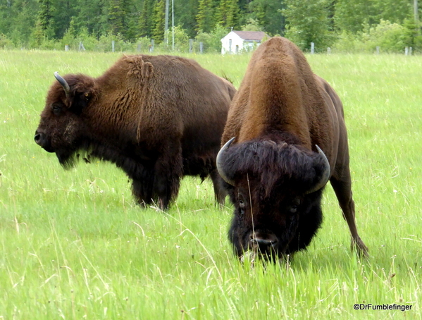 09 Bison Herd, Rocky Mountain House NHS