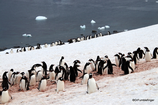 09 Danco Island Penguins