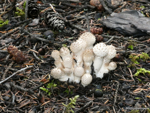 09 Denali Horseshoe Lake Hike