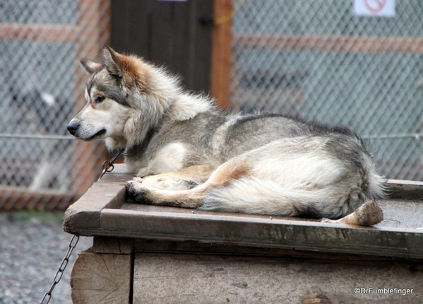 09 Denali Sled Dog Kenn