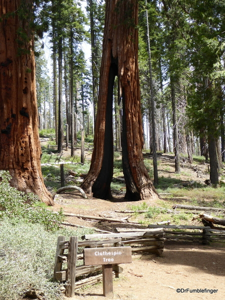 09 Mariposa Grove, Yosemite NP)