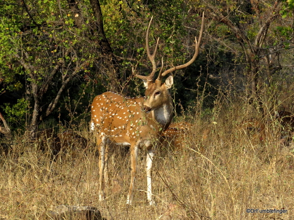 09 Panna Tiger Reserve (1)