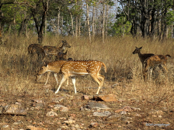 09 Panna Tiger Reserve (2)