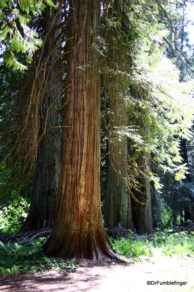 09 Ross Creek Cedars