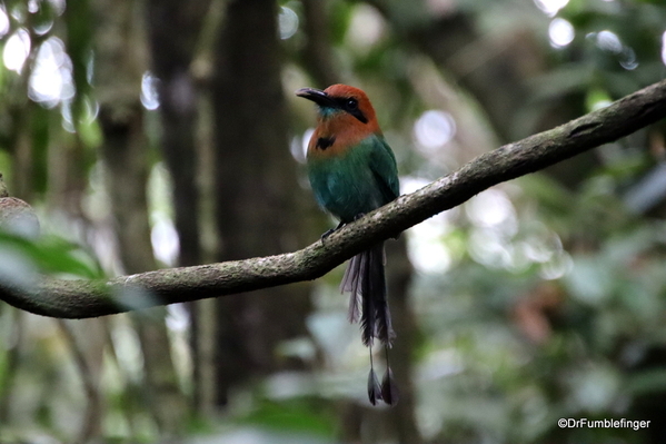 09 keel-billed moltmot. Hike in Arenal NP