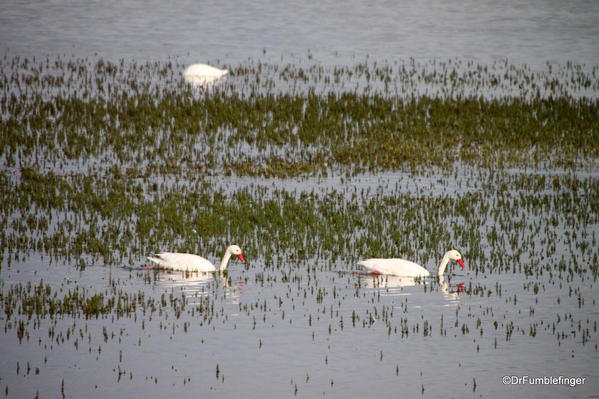 El Calafate, Argentina. Laguna Nimez Nature Preserve. Swans