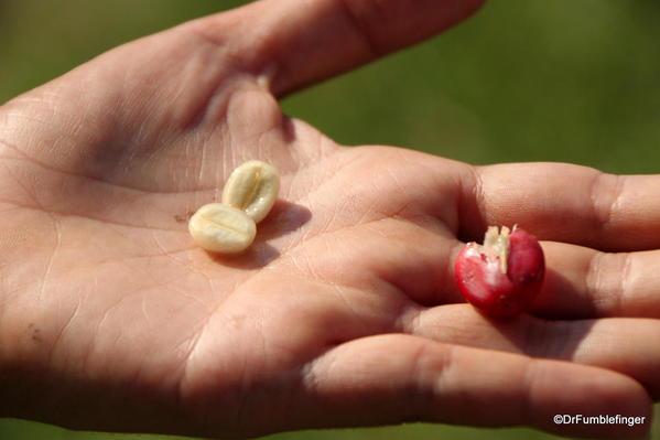 Fresh coffee beans, Greenwell Farms Coffee Tours