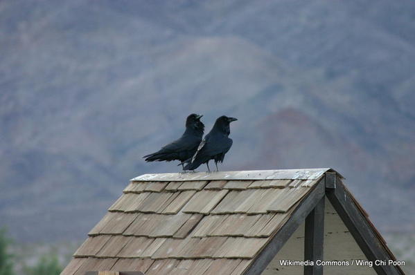 1-1024px-Avian_Friends_at_Rooftop