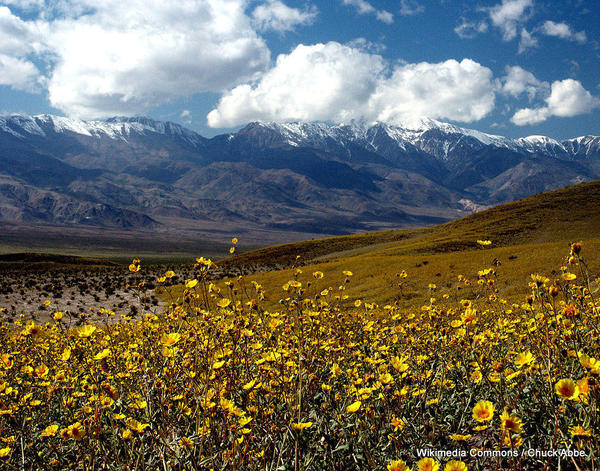 1-978px-Death_Valley_Gerea_canescens