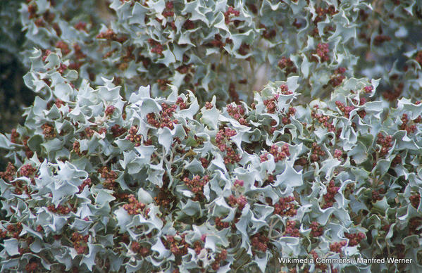 1-California_Death_Valley_Ubehebe_plant