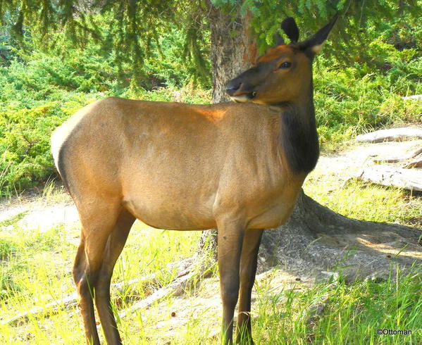 Elk, Banff National Park