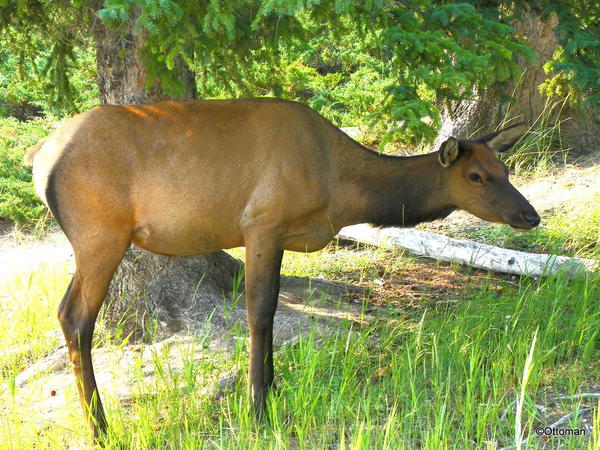 Elk, Banff National Park